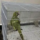 للبيع درة