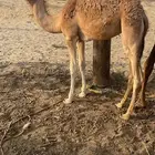 قعدان