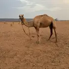 ركبي للبيع