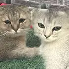 قط سكوتش للبيع (3)