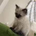 قطط هملايا