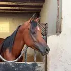 حصان واهو فاخر