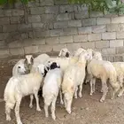 رخال ماعد 3طليان