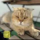 يتوفر ذكور للتزاوج سكوتش وبيكي فيس مستويات جميله والوان