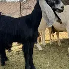 جفره عارضيه صنف