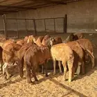 للبيع سواكن حمري طيبه