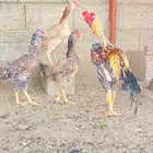 دجاج باكستاني للبيع