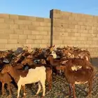 معزا حص كفو كفو