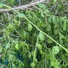 سدر وحناء المدينه درجه اولى من مزارعنا