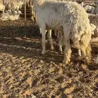 فحل حري ثني يدخل رباع حار في القريع وعندي خوانه للبيع معه