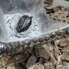 عود الكلمنتان