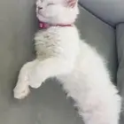 قطط