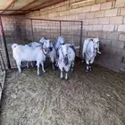 معزاء نوادر مشاريك