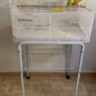 روز