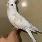 للبيع كروان