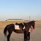 فرسين مدرسه