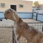 فحل ساكني خصم