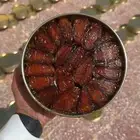 تمر صفري حبه كبيره أشعل