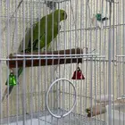 انثى دره هندي