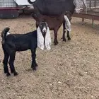 عنر هولنديه