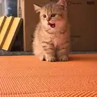 انثى برتش قولد منشكن British Female Gold Minchkin(تم البيع)