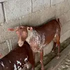 مشروع فحل