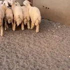 طليان ورخال حريه