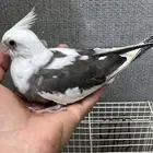 كروان غرر اللف هدد