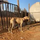 ابغى سلوقي للتبني