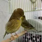 زوج كناري جولستر