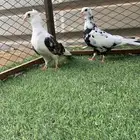 للبيع جوز قندي شرط صحه و نضفه