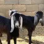 جفرات ثنوات