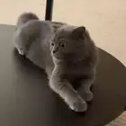 للتبني ذكر وانثى