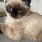 للبيع قطه سكوتش شيرازي