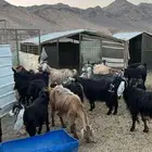معزاء مع فحلها