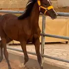 عرض خيل