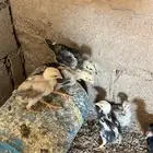 صوص بكستاني العدد 10 اصل ماهي فقسه