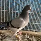 حمام زاجل سباق