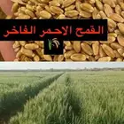 قمح بر عضوي وطبيعي 100  من مزرعتنا الخاص