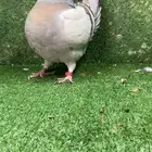 مودينا كنق انثى