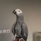 كاسكو كبتن كلام