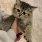 قطط للبيع سكوتش