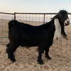 فحل عارضي صنف