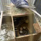 جوز طيور حب بادجي