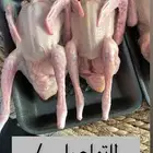 زغاليل وفروخ حمام فرنسي