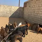 تيوس وعنقان