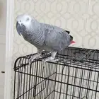 كاسكو اليف