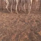 قعدان للبيع