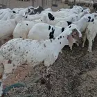 سوكن