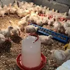 دجاج لاحم عمر اقل من شهر
